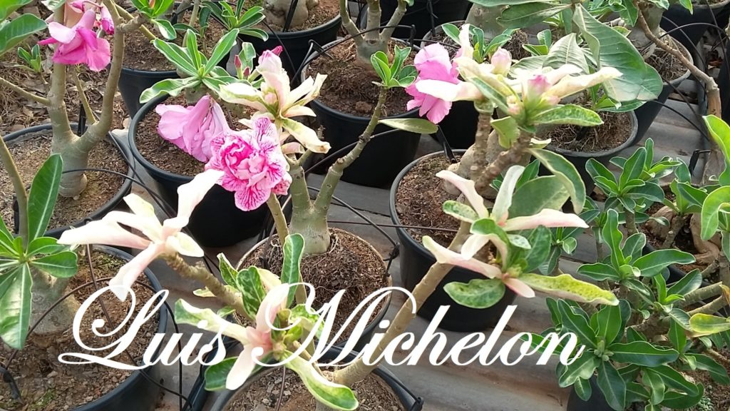 Rosa do Deserto – Adenium VARIEGATA – Adenium Rosa do Deserto – Luis  Michelon