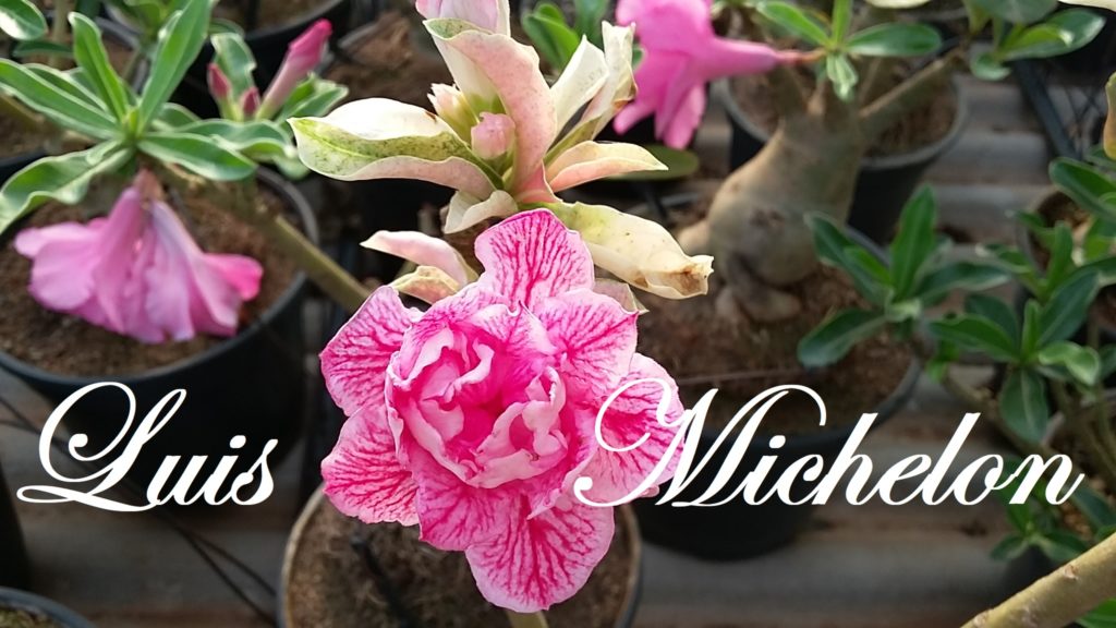 Rosa do Deserto – Adenium VARIEGATA – Adenium Rosa do Deserto – Luis  Michelon