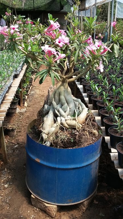 Replante de Rosa do Deserto – Adenium com elevação de caudex – planta  adulta – Adenium Rosa do Deserto – Luis Michelon