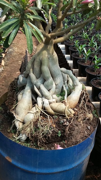 Replante de Rosa do Deserto – Adenium com elevação de caudex – planta adulta  – Adenium Rosa do Deserto – Luis Michelon