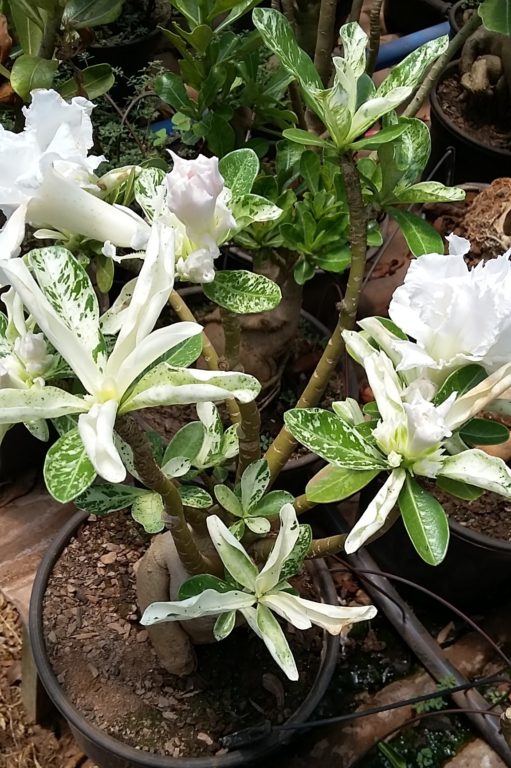 Rosa do Deserto – VARIEGATA BRANCA de pétalas multiplas (raridade) –  Adenium Rosa do Deserto – Luis Michelon