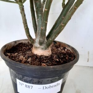Planta Dobrada 887 – 35cm – 03 anos
