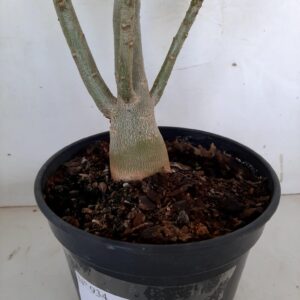Planta Simples 934 – 35cm – 2 anos