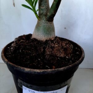 Planta Simples 936 – 45cm – 4 anos