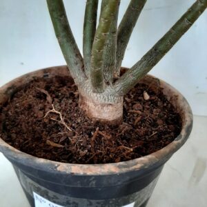 Planta Simples 938 – 25cm – 2 anos