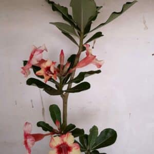 Planta Simples 939 – 30cm – 2 anos