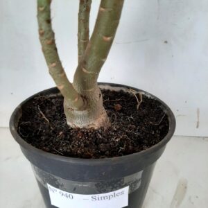 Planta Simples 940 – 30cm – 2 anos