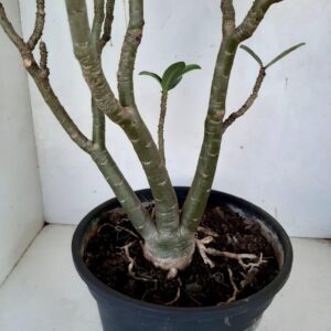Planta Simples 974 – 45cm – 4 anos
