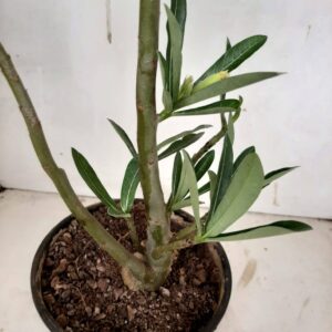 Planta Dobrada 894 – 30cm – 02 anos