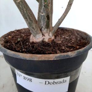 Planta Dobrada 898 – 40cm – 03 anos