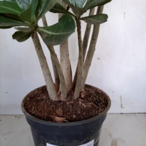 Planta Simples 942 – 45cm – 4 anos
