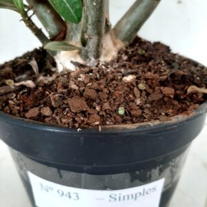 Planta Simples 943 – 45cm – 3 anos
