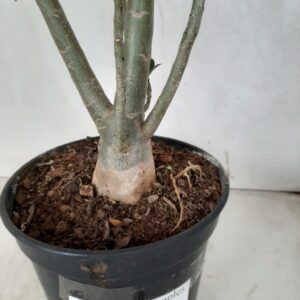 Planta Simples 944 – 50cm – 3 anos