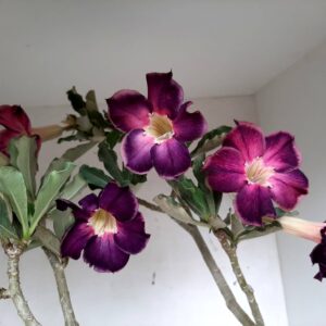 Planta Simples 944 – 50cm – 3 anos