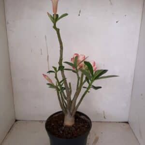 Planta Simples 945 – 30cm – 2 anos