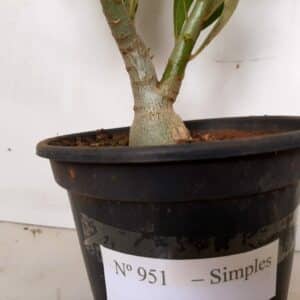 Planta Simples 951 – 30cm – 2 anos