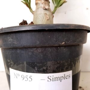 Planta Simples 955 – 30cm – 2 anos