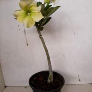 Planta Simples 956 – 25cm – 1 ano