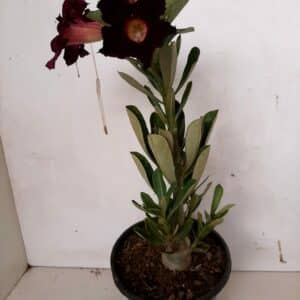 Planta Simples 957 – 25cm – 1 ano