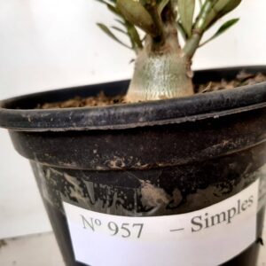 Planta Simples 957 – 25cm – 1 ano