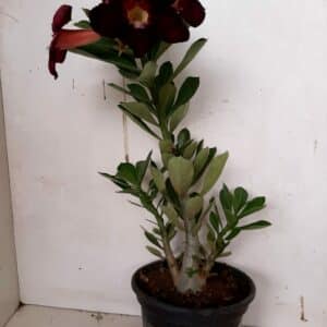 Planta Simples 959 – 30cm – 2 anos