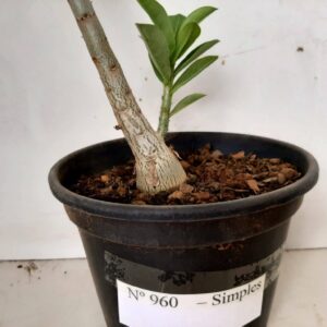 Planta Simples 960 – 25cm – 1 ano