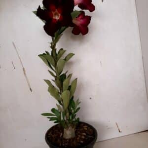 Planta Simples 961 – 30cm – 2 anos