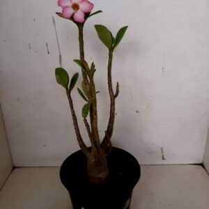 Planta ARABICUM Nº 64 – 30cm – 01 ano