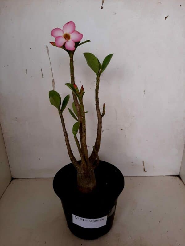 Planta ARABICUM Nº 64 – 30cm – 01 ano