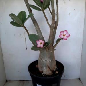 Planta ARABICUM 65 – 70cm – 6 anos
