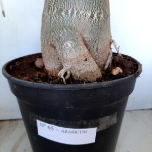 Planta ARABICUM 65 – 70cm – 6 anos