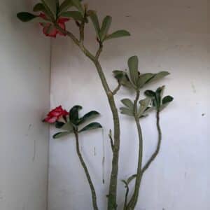 Planta Dobrada 899 – 45cm – 03 anos