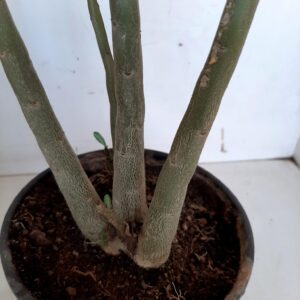 Planta Dobrada 900 – 40cm – 03 anos