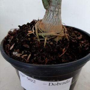 Planta Dobrada 902 – 30cm – 02 anos