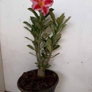 Planta Simples 963 – 28cm – 1 ano