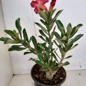 Planta Simples 963 – 28cm – 1 ano