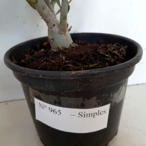 Planta Simples 965 – 25cm – 1 ano