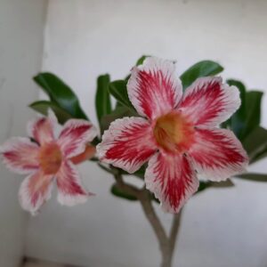 Planta Simples 966 – 35cm – 2 anos