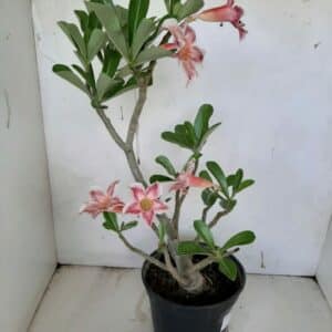 Planta Simples 966 – 35cm – 2 anos