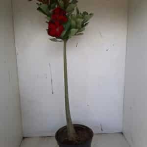 Planta Simples 967 – 40cm – 3 anos