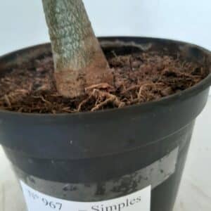 Planta Simples 967 – 40cm – 3 anos