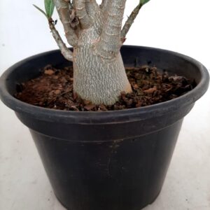Planta ARABICUM 66 – 22cm – 01 ano