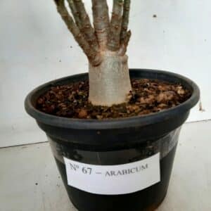 Planta ARABICUM 67 – 22cm – 01 ano