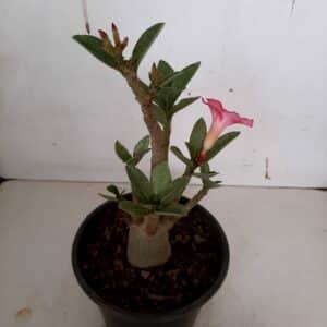 Planta ARABICUM 67 – 22cm – 01 ano