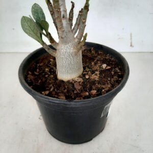 Planta ARABICUM 68 – 22cm – 01 ano
