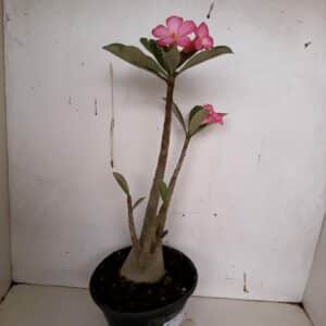 Planta ARABICUM 70 – 30cm – 01 ano