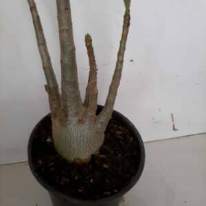 Planta ARABICUM 70 – 30cm – 01 ano