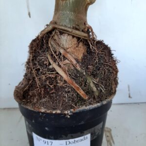 Planta Dobrada 917 – 50cm – 04 anos