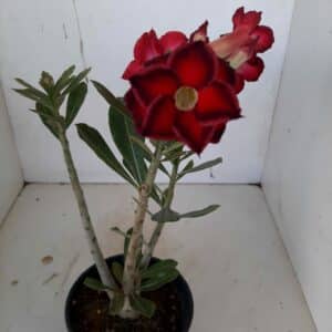 Planta Dobrada 920 – 25cm – 01 ano