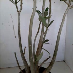 Planta Dobrada 923 – 45cm – 03 anos
